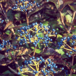 Blue Blaze™ Arrow Wood Viburnum fruit
