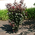 Crimson Pointe™ Flowering Plum hedge