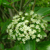 Ovation™ Blackhaw Viburnum flowers