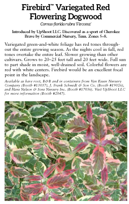 Firebird Variegated Red Flowering Dogwood