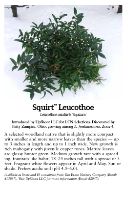 Squirt™ Compact Leucothoe