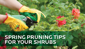 SPRING PRUNING TIPS FOR YOUR SHRUBS
