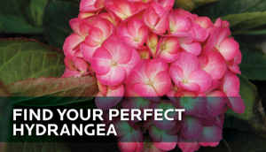 HGTV-HOME-Plants-Find-Your-Perfect-Hydrangea