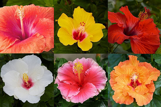 Hollywood Hibiscus medley