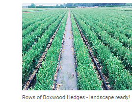 81 acres of InstantHedges