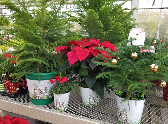 daVinci decorated pots with holiday theme
