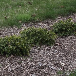Buxus x Prostrate