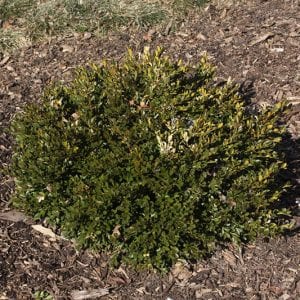 Buxus x Prostrate